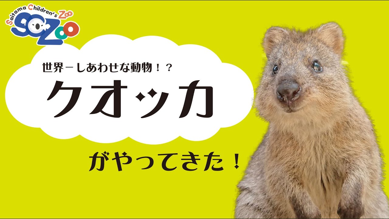 クオッカがやってきた！（埼玉県こども動物自然公園/SaitamaChildrensZoo）