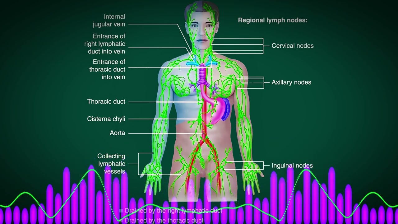 Lymphatic System Morphic Field -Regenerate Lymphatic Nodes, Vessels & Organs -Improve Lymph Drainage