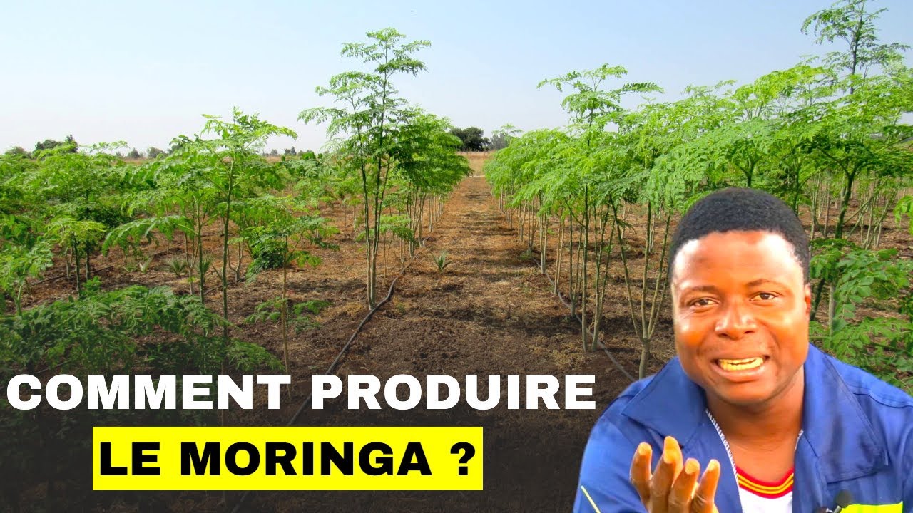 Comment produire le Moringa ?