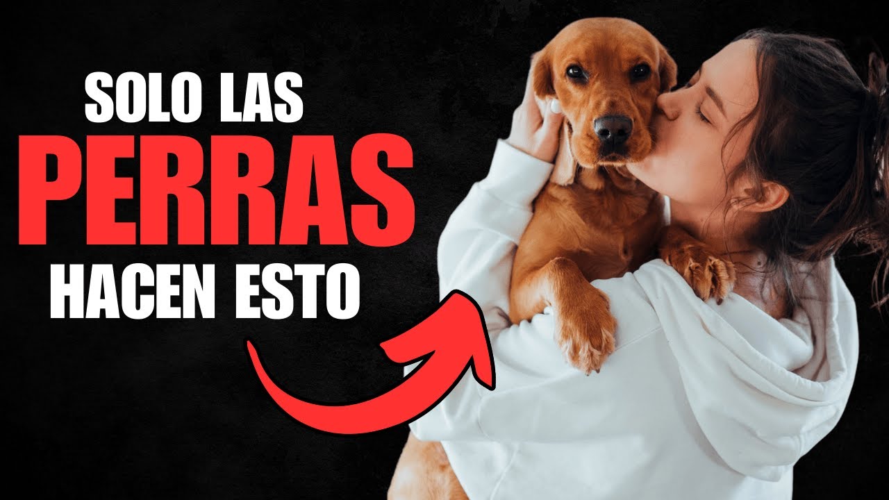 ¡Nadie Te Lo Dice! 6 Comportamientos Únicos de las PERRAS que Tienes que Ver
