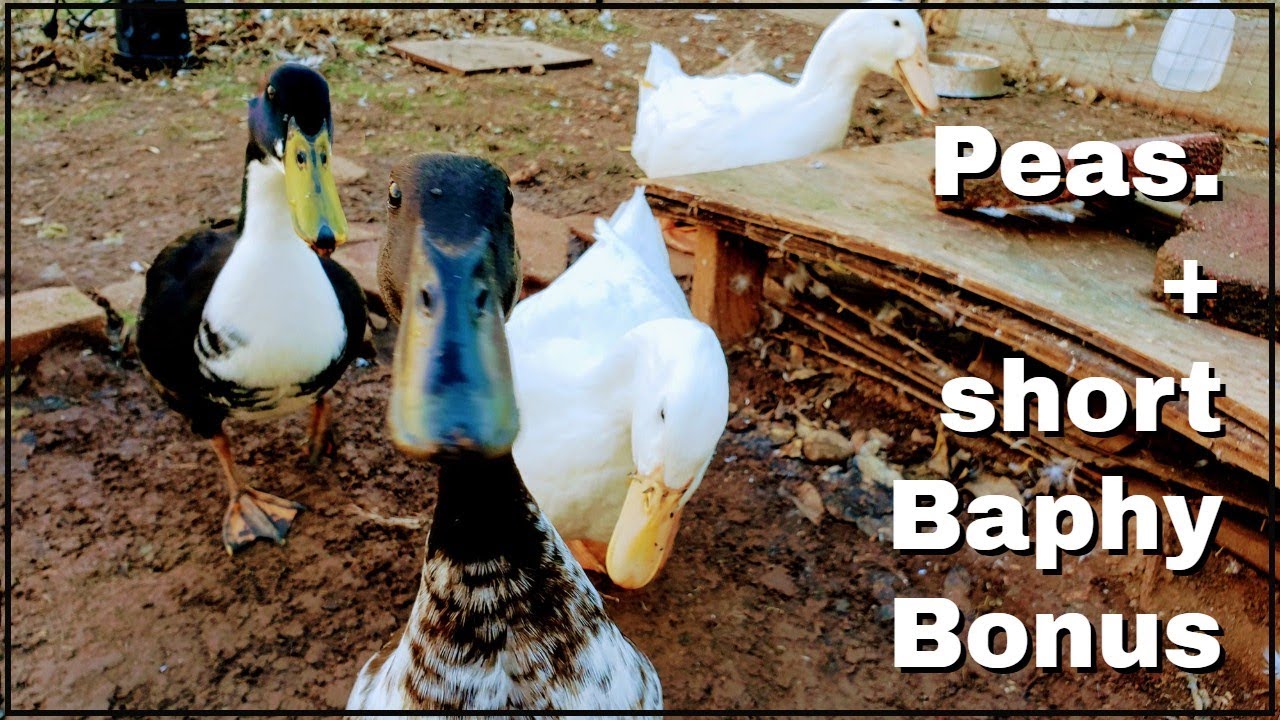 Ducks Eating Peas Compilation + Baphy Bonus