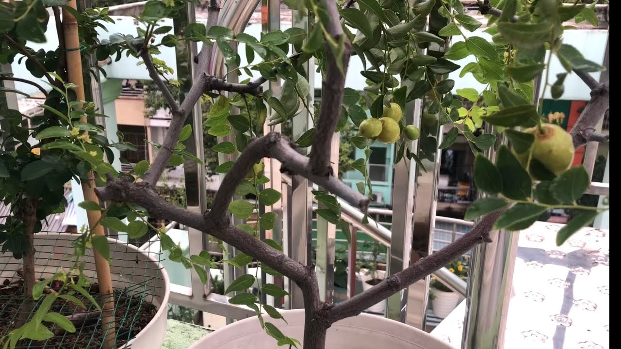 Trồng cây táo tàu tại nhà có dễ không?