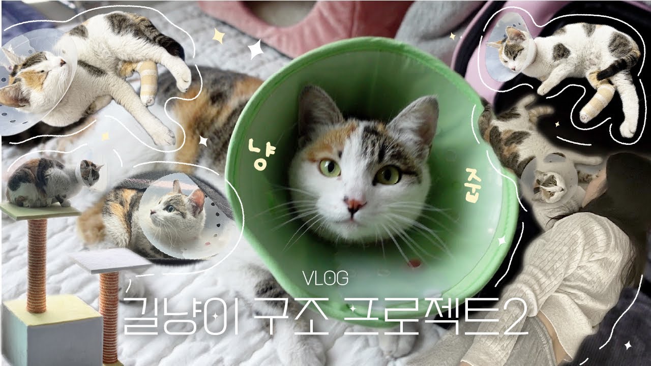 vlog.길냥이 우리집에서의 첫날밤 | 따뜻한 집에서 잔 고양이의 반응 | 인생 처음 꾹꾹이를 당한 인간의 반응