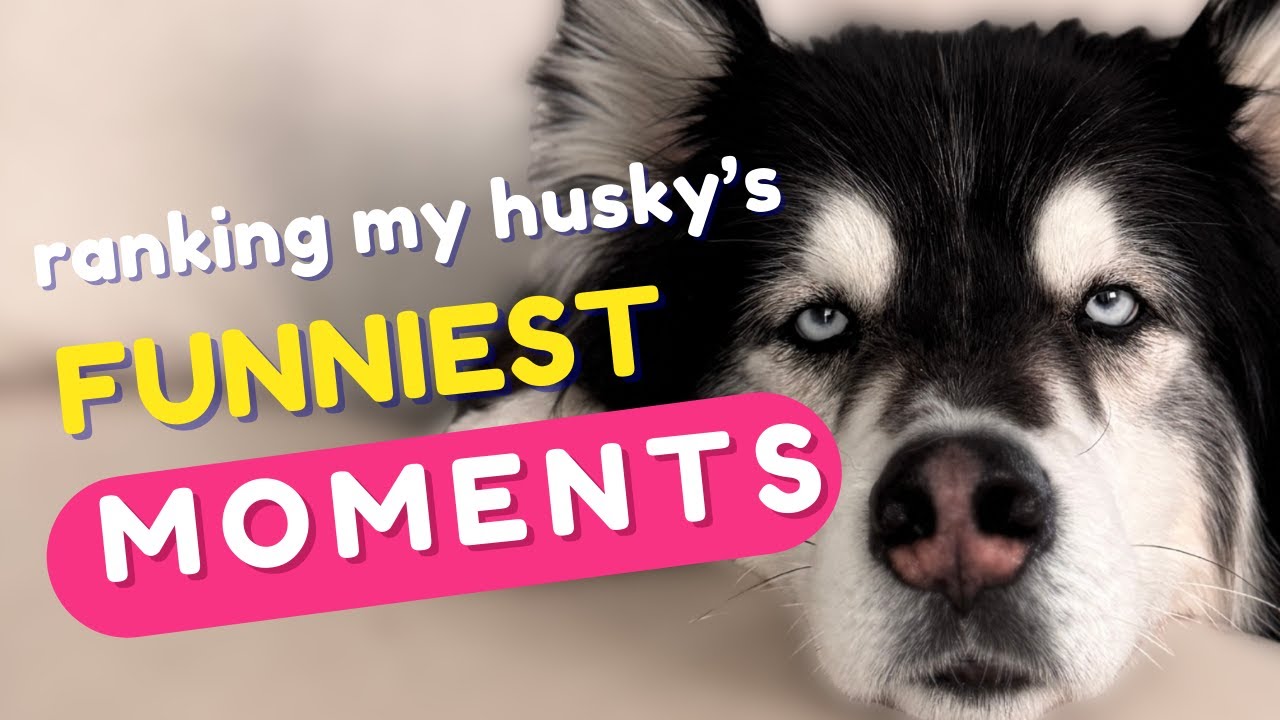 10 times my husky made the internet LOL (that aren't just him howling)