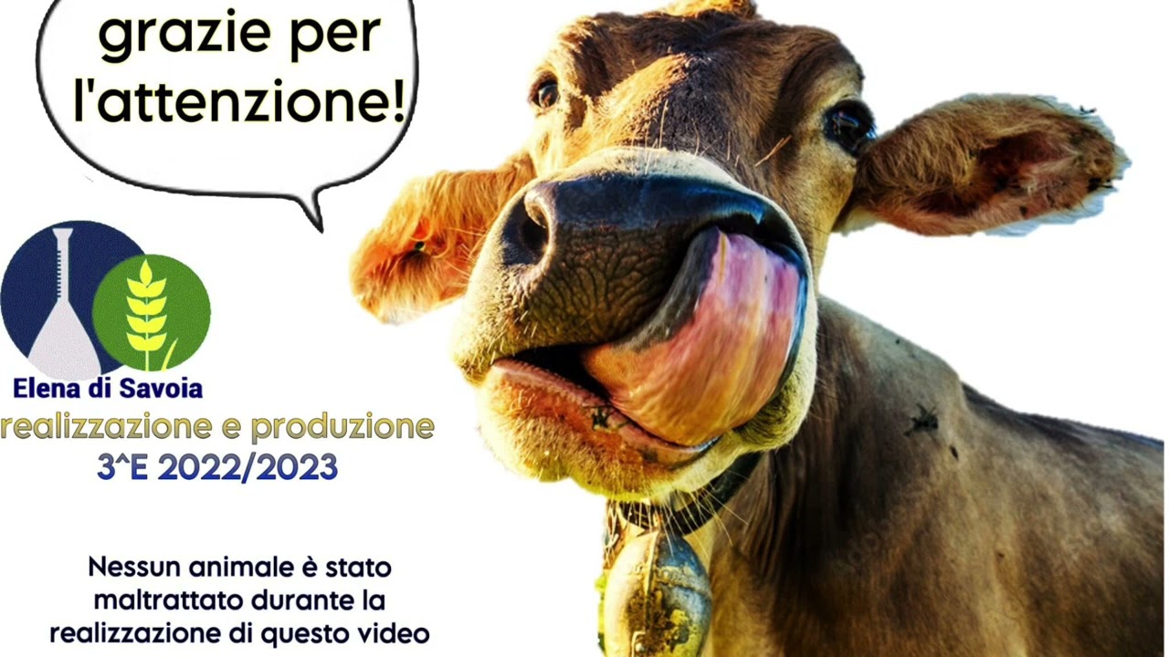 La digestione dei ruminanti