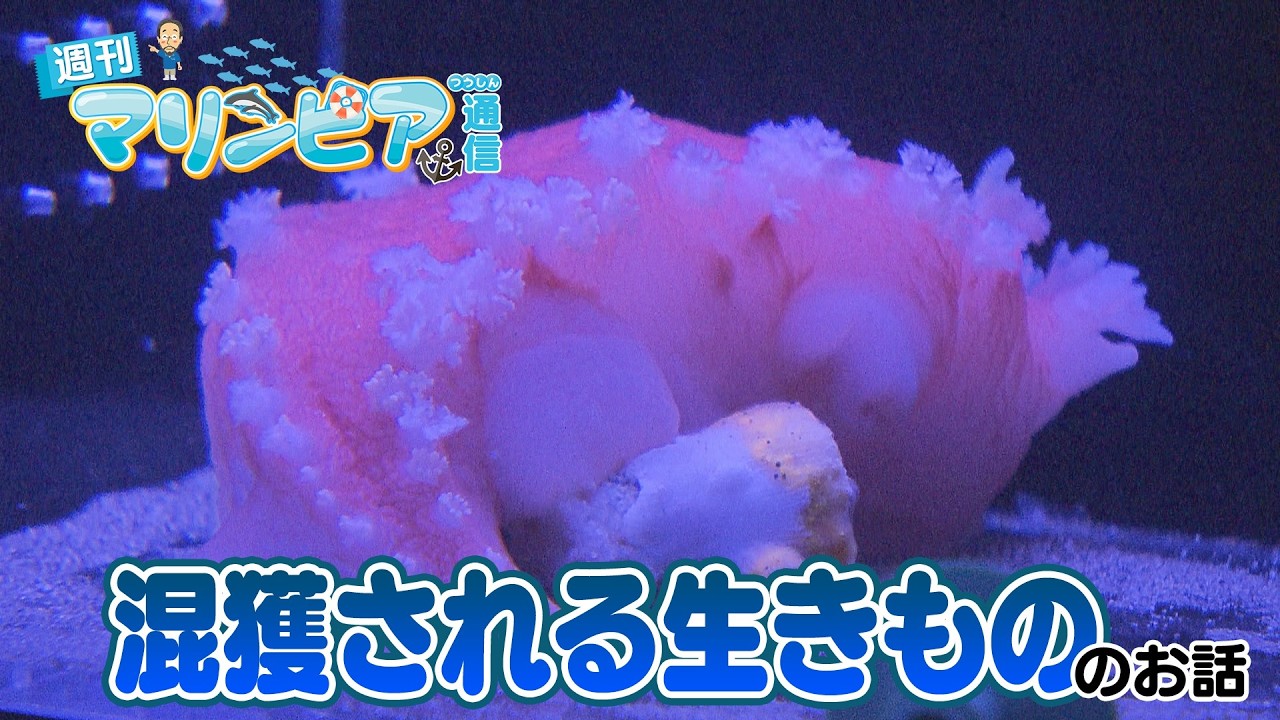 週刊マリンピア通信　＃204 混獲される生きもの