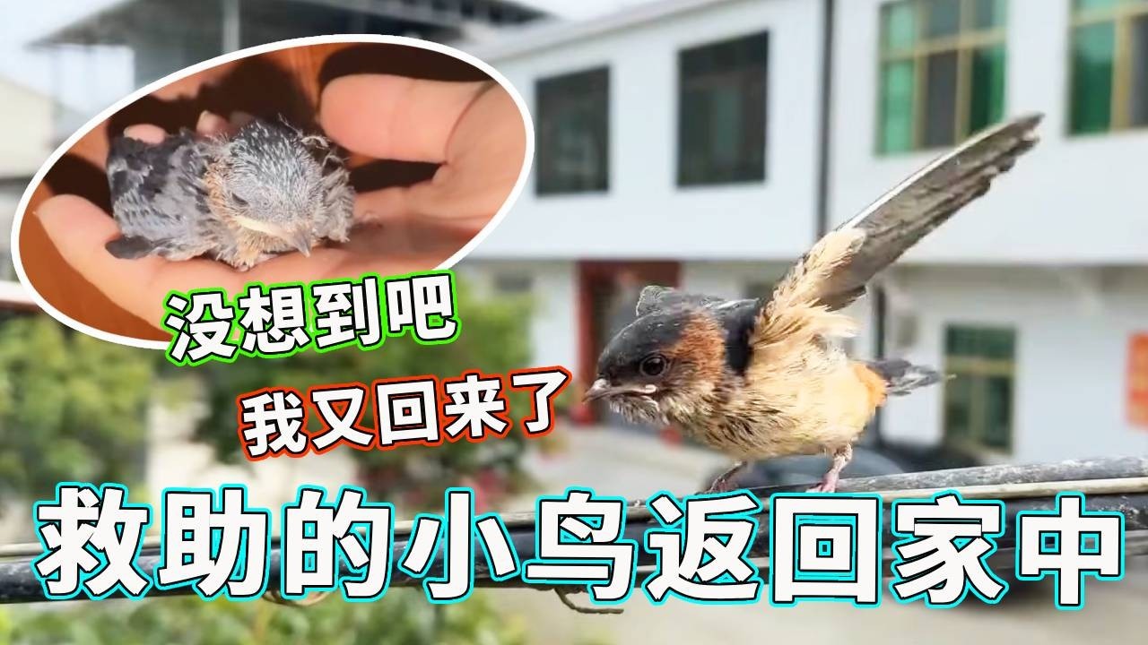 以为是永别，结果它又回来了！被救小燕子的 “双向奔赴” 太戳心！【天下一场梦】