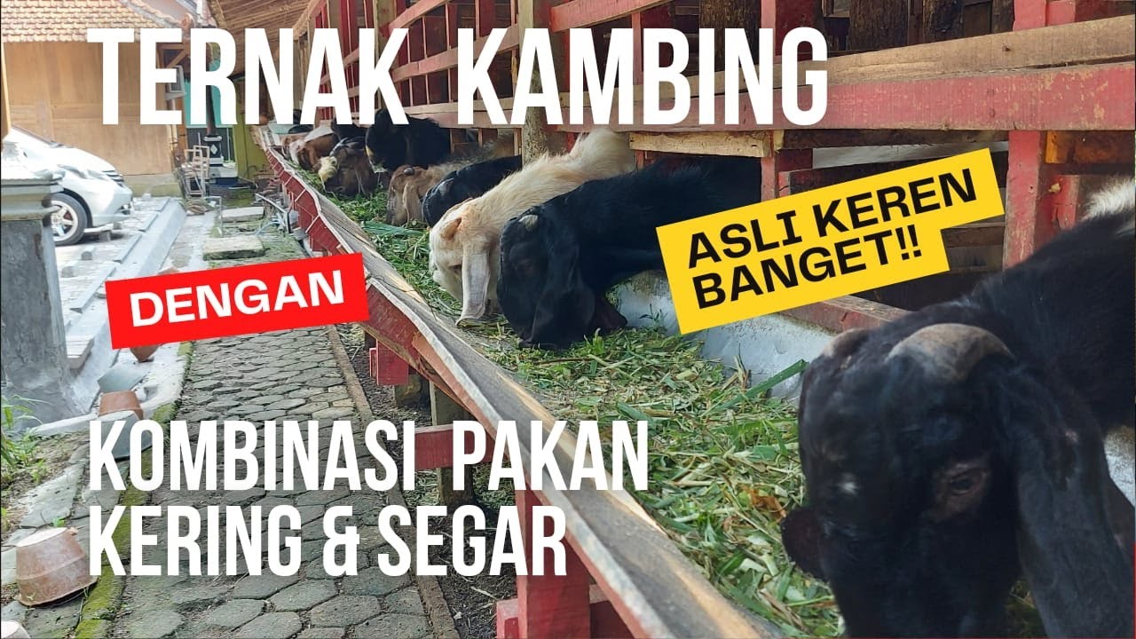 Ternak Kambing Dengan Kombinasi Pakan Kering dan Segar Lebih Ringan