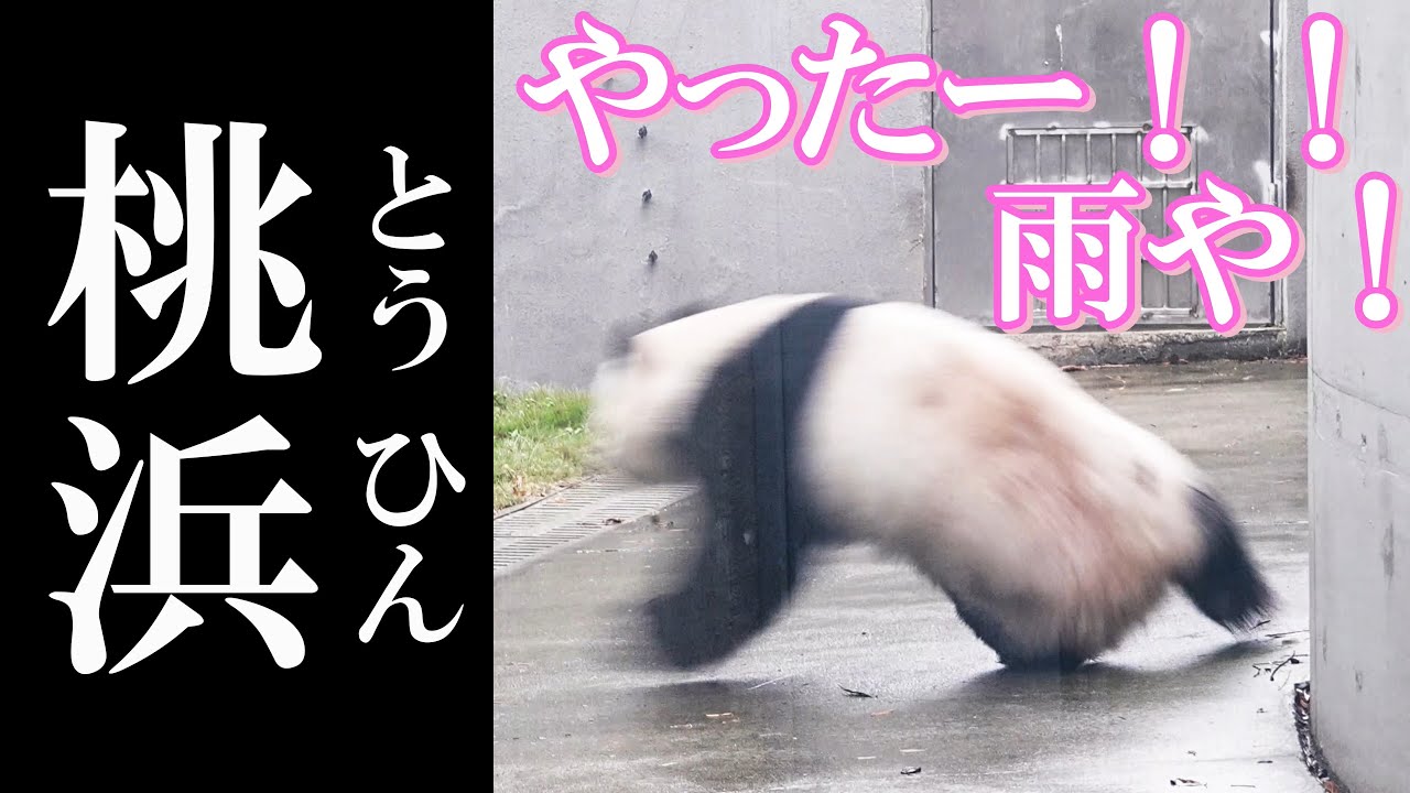 歓喜の雨で大はしゃぎ！😂 今年1番のテンションを見せつける桃浜🍑ちゃん　　成都のぱんだ#209