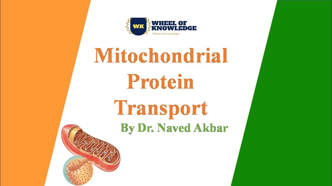 Mitochondrial Protein transport