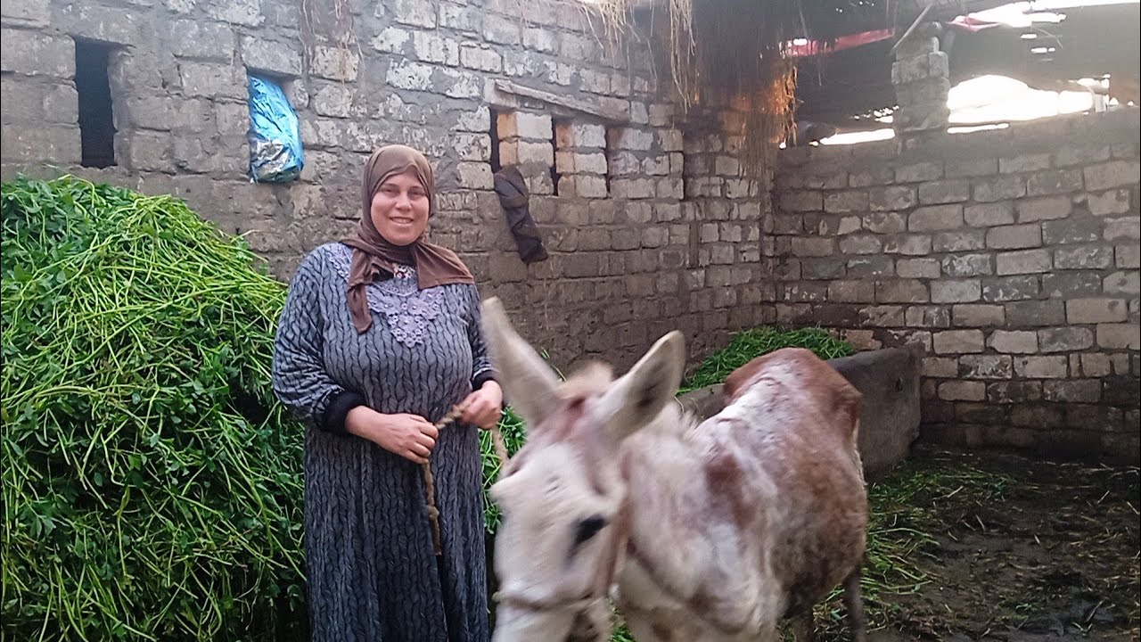روتين فلاحى خفيف#مع تعب البرد التقيل🐃🐄