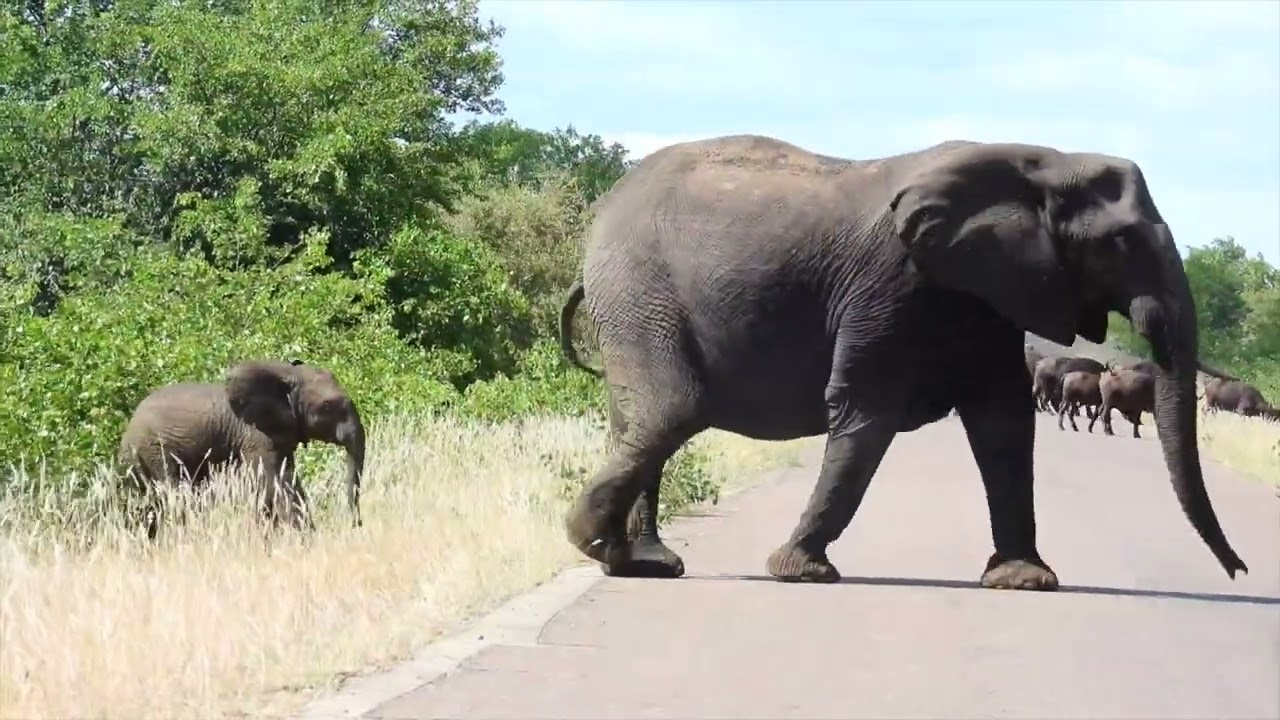 Der Norden Kruger National Park
