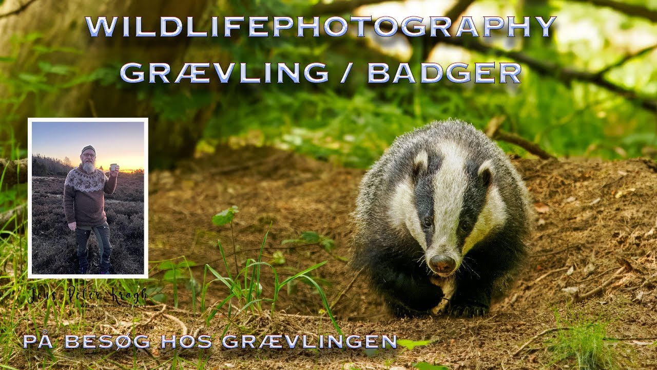 P&aring; bes&oslash;g hos Gr&aelig;vlingen. Naturfotografering af gr&aelig;vling / badger. Dansk naturfilm. Skoven.