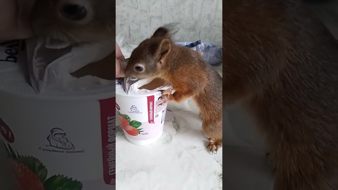 белка кушает
