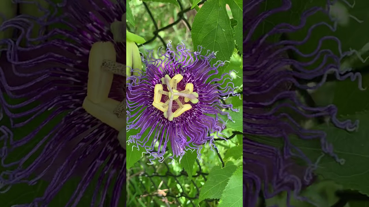 Fall in Love with &lsquo;Incense&rsquo; Passiflora-Dancing With Nature