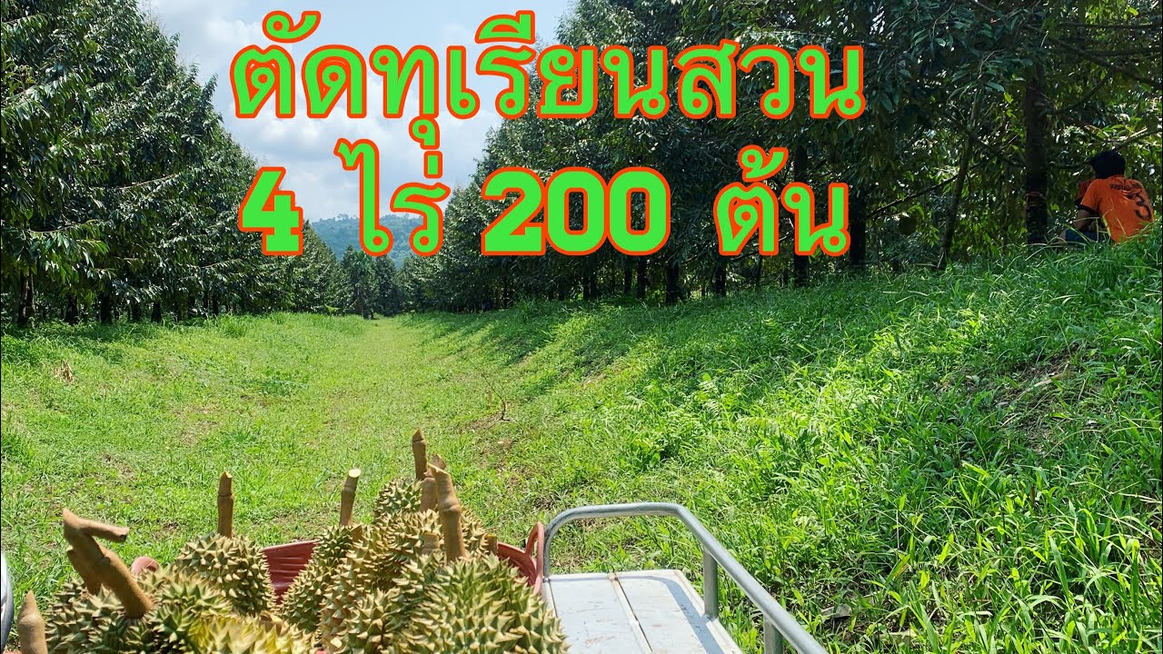 ตัดทุเรียน สวน 4 ไร่ 200 ต้น EP.16