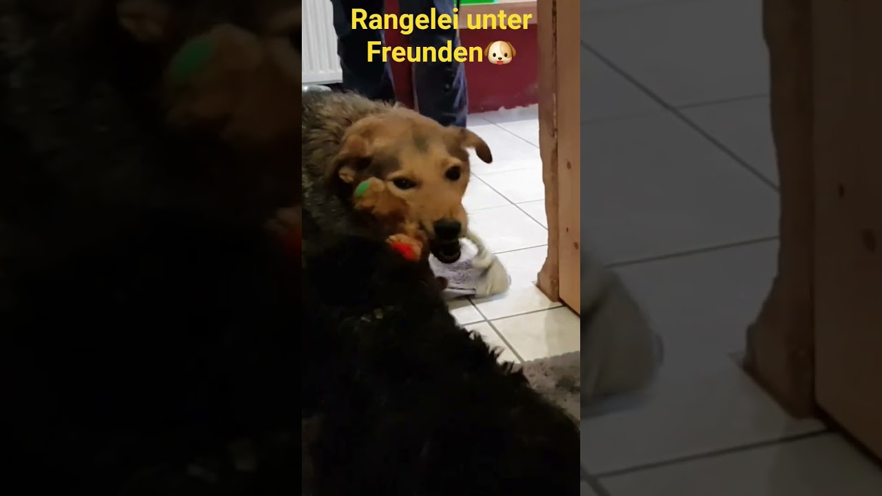 Rangelei unter Freunden🐶❤️