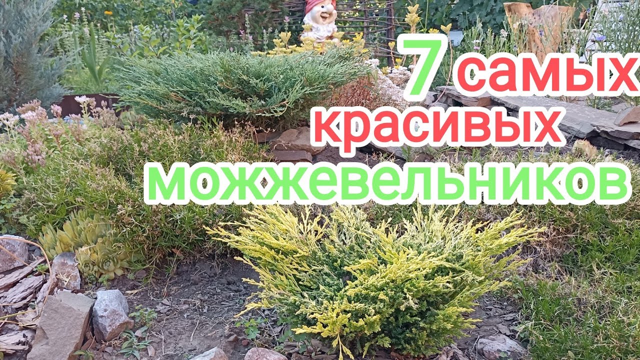 САМЫЕ. КРАСИВЫЕ МОЖЖЕВЕЛЬНИКИ! ОБЗОР!