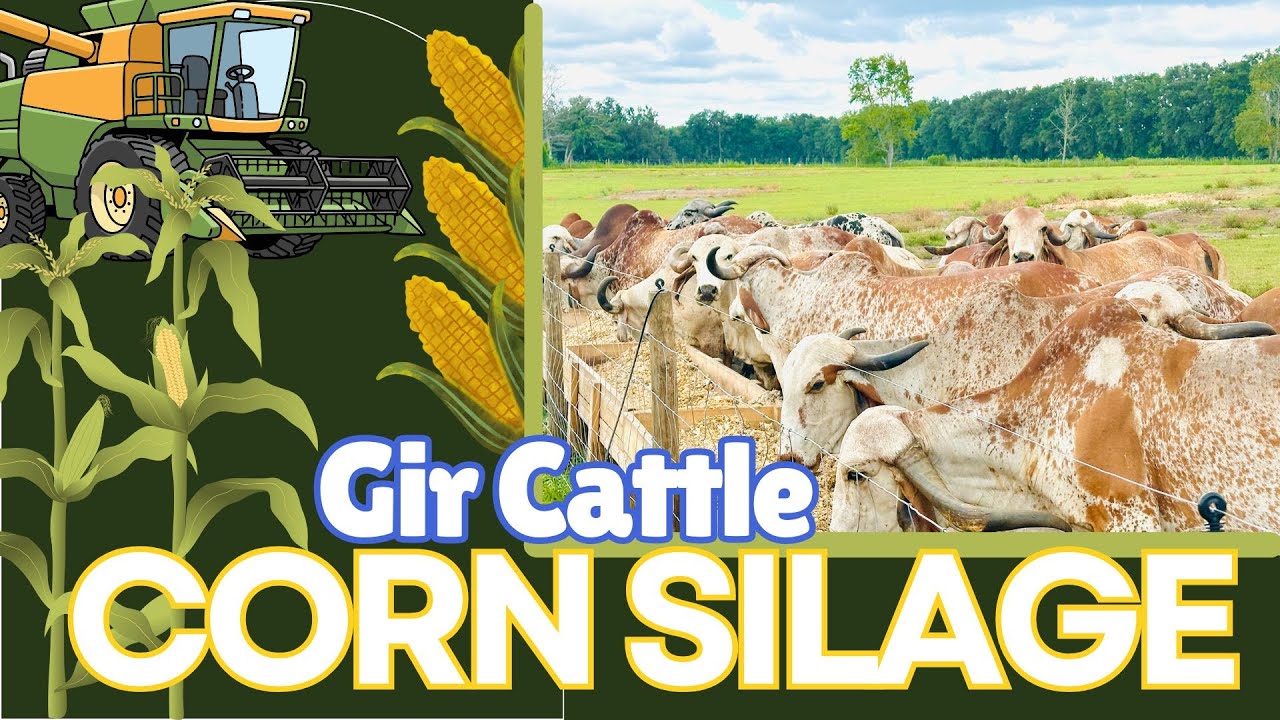 Corn Silage Feeding for Gyr (Gir) Cattle | Best Diet for Gyr Cows
