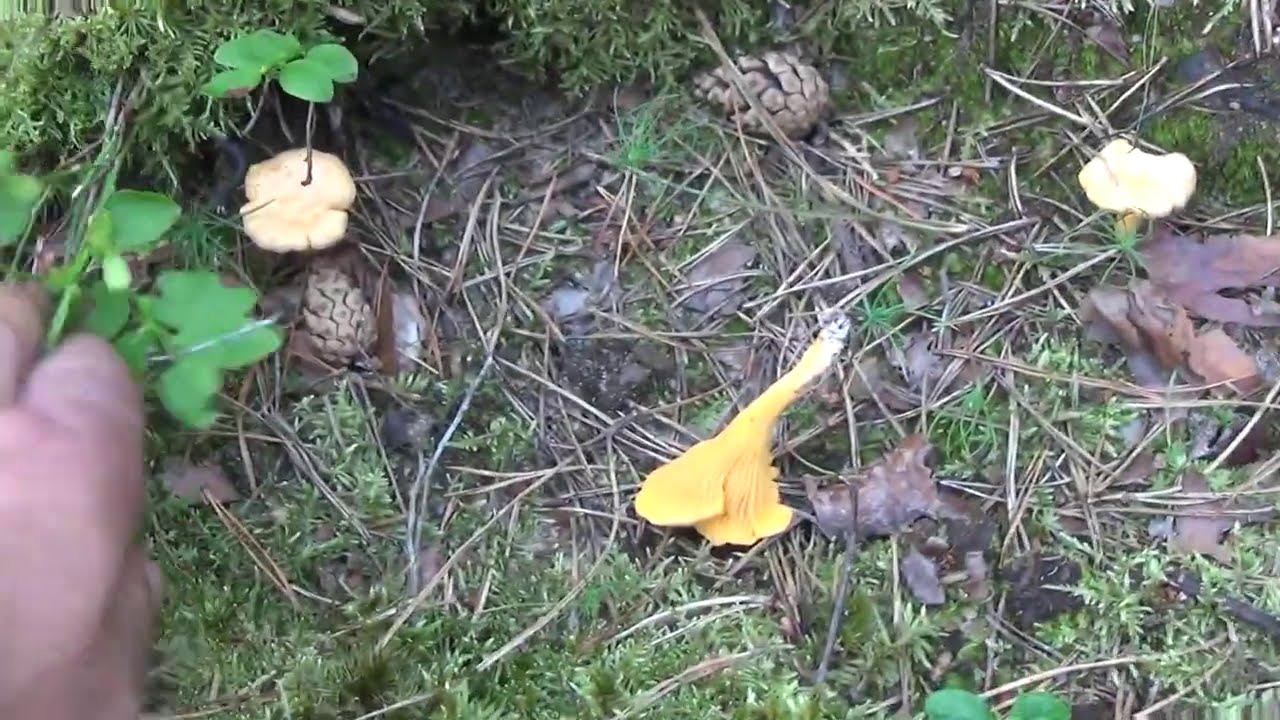 25-07-2020 ...Dzisiejsze grzybobranie ... i morda umazana  :)  część   3
