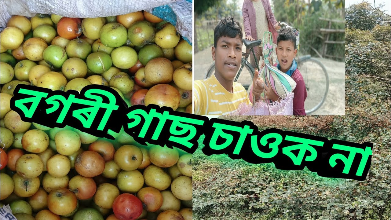 বগৰী গাছ চাওক না 😊