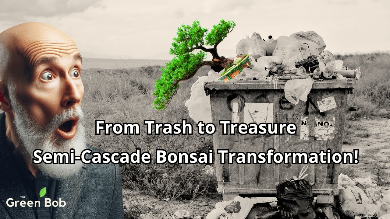 Rescuing a Cotoneaster: From Trash to Semi-Cascade Bonsai Masterpiece!