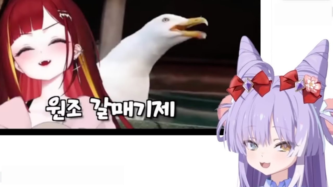 [시부키 반응] 갈매기즈