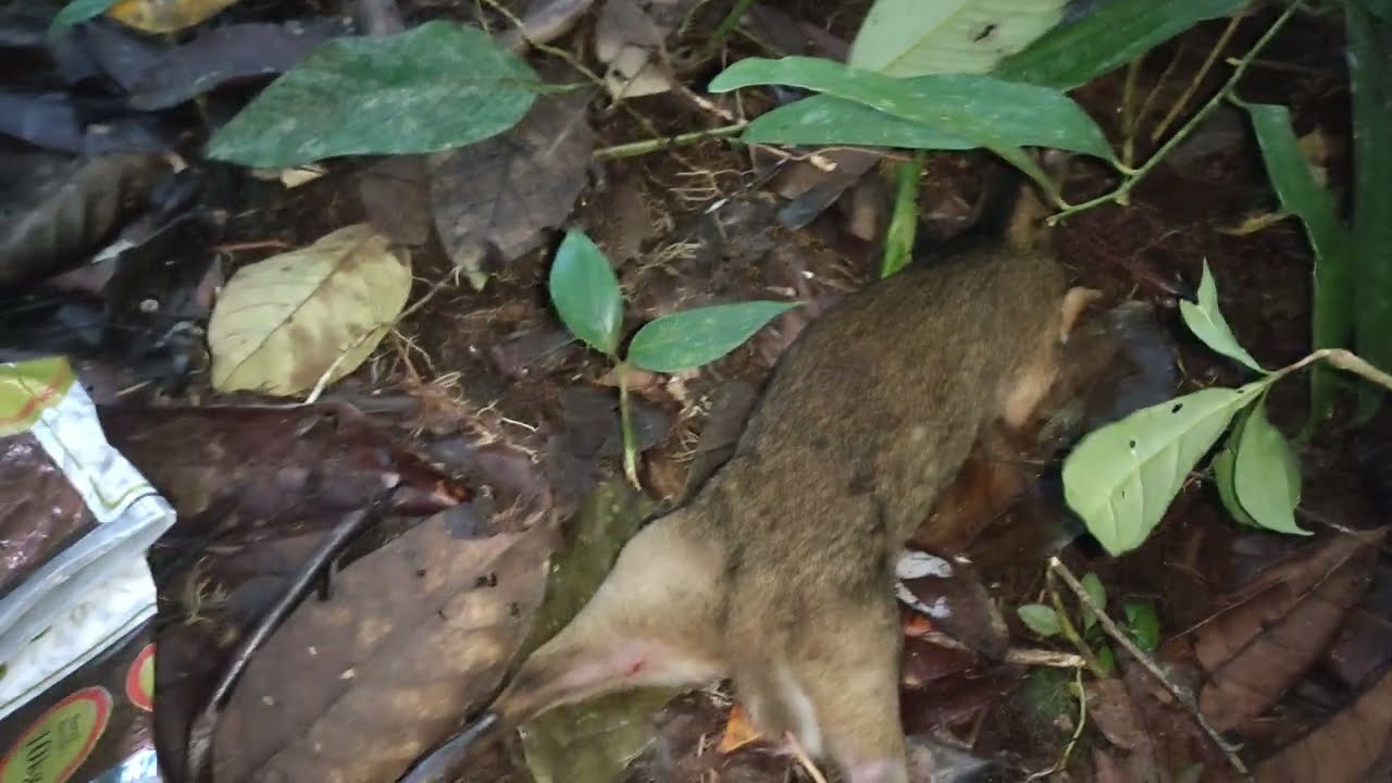 CEK JERAT POIN ANAK KANCIL