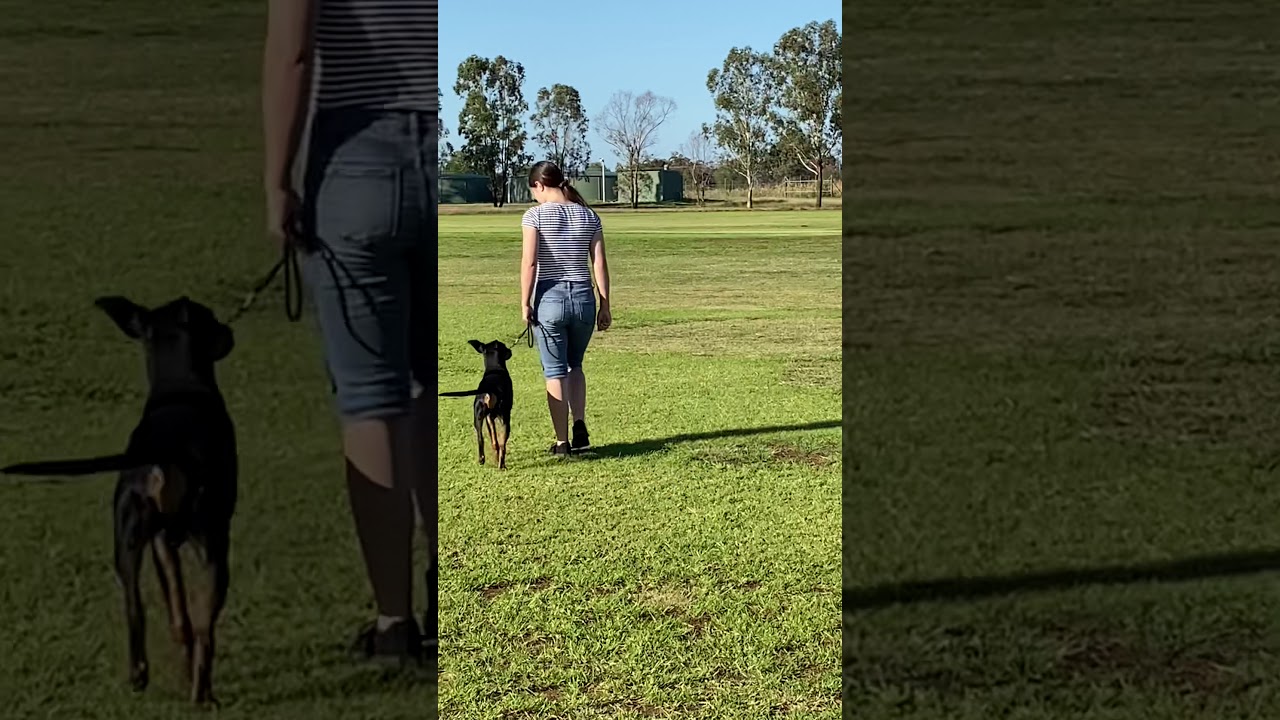 German Pinscher learning obedience