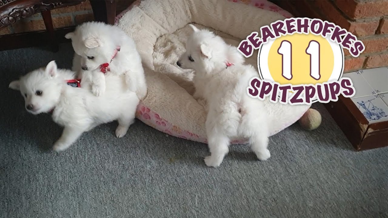 Puppies oefenen met hun tuigjes aan! | Bearehöfkes Spitz Pups