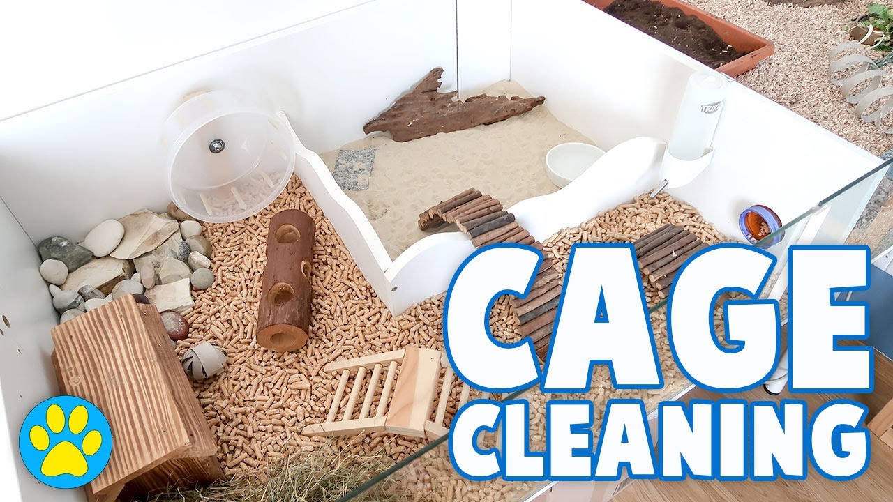 Cleaning My Dwarf Hamster Cage | June 2017