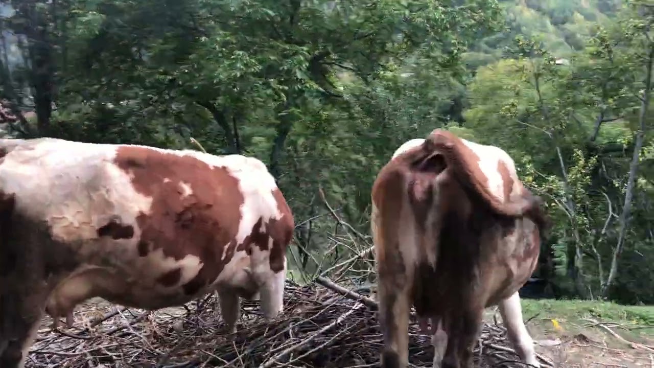 Yutubır olmak için illa Hindistanamı gidek alın size Artvin Şavşat meydancık taşköprü köyü buyrun✅👍