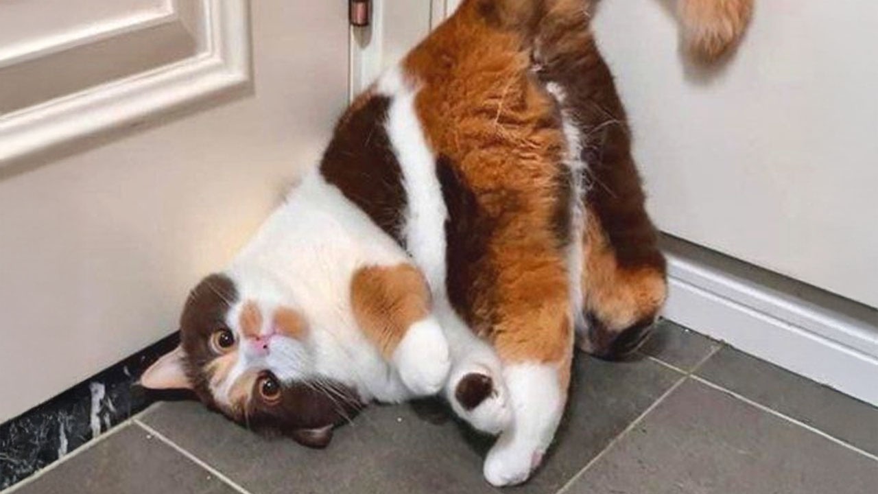 Вы умрете со смеху от этих КОТОВ 😂 Самые смешные видео с кошками