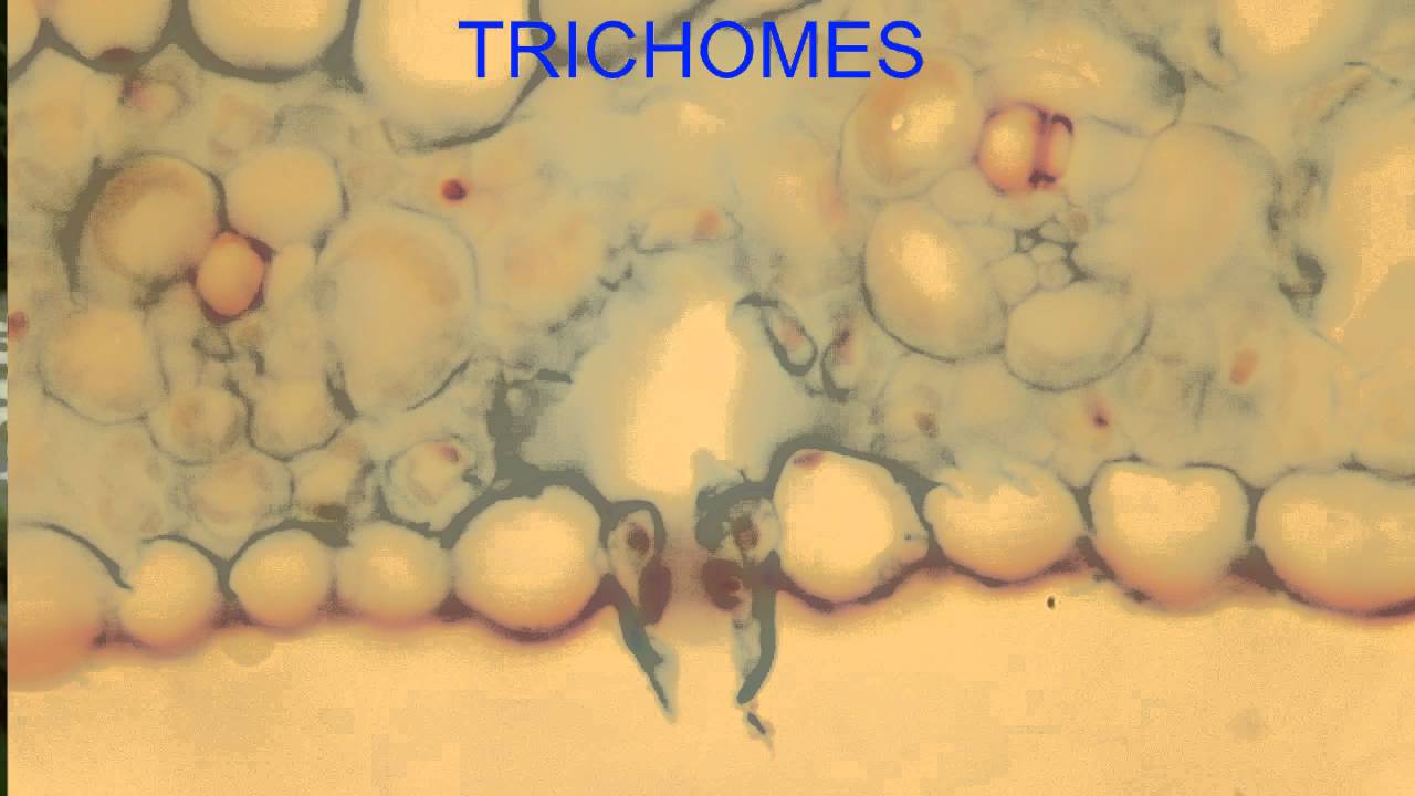 TRICHOMES