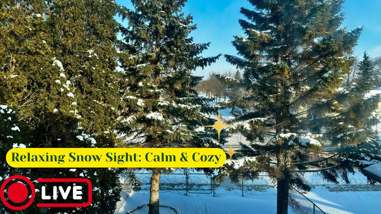 Live Snowy Winnipeg Street Ambience – Daytime Cars & Soft Music for Relaxing & Study
