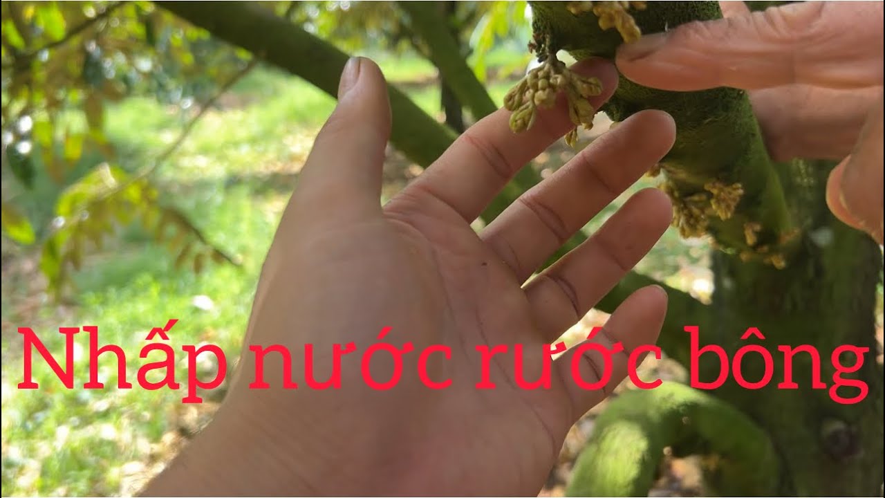 Nhấp nước rước bông Sầu Riêng