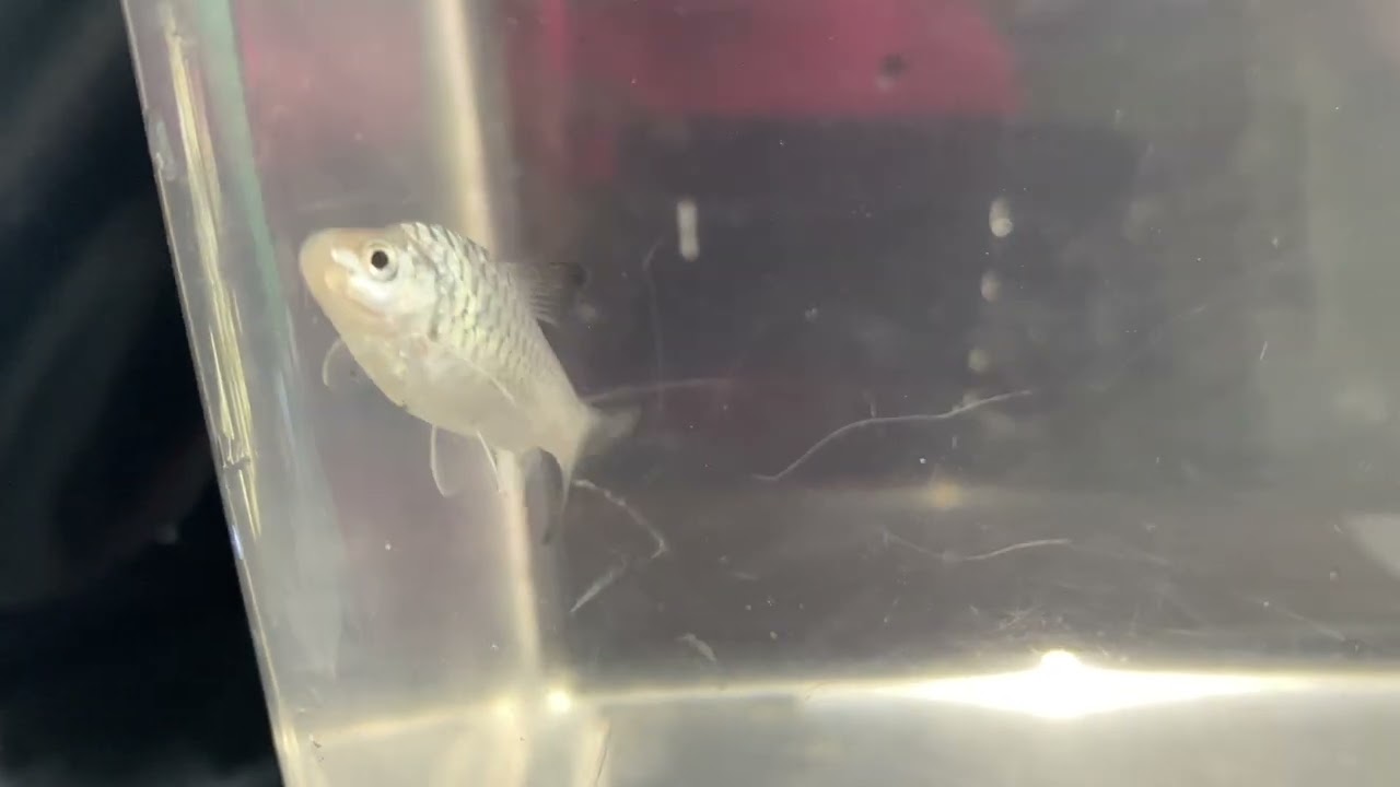 Ikan kelah platinum #mahseerfish 