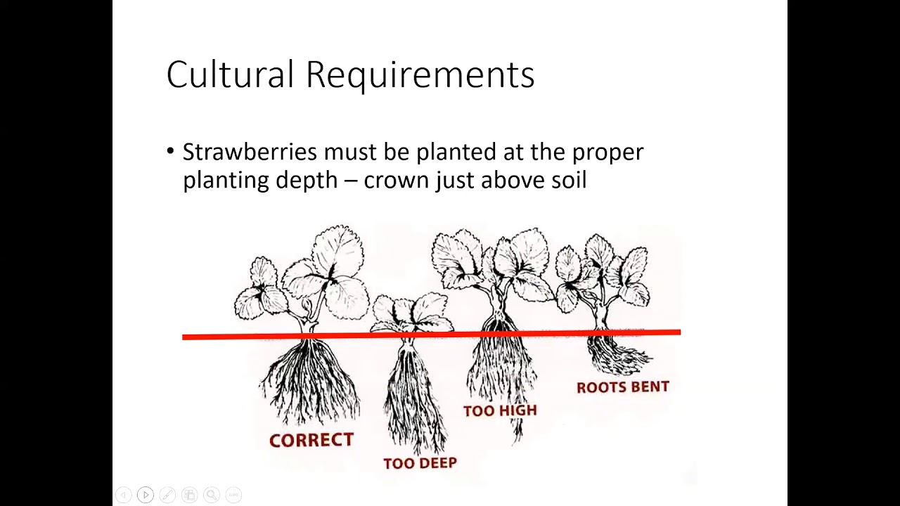 Grow & Give: Berries for the CO Garden - All Small Fruits - Full Webinar