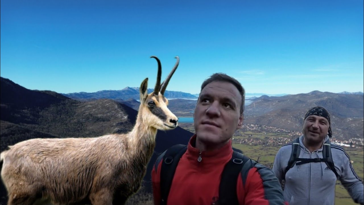 PRONAŠLI SMO STADO DIVOKOZA VISOKO NA LITICAMA VELEBITA