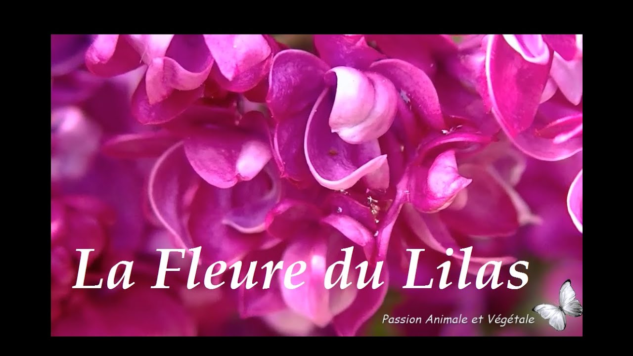 La Fleur du Lilas est comestible, bonne pour l'hypertension.