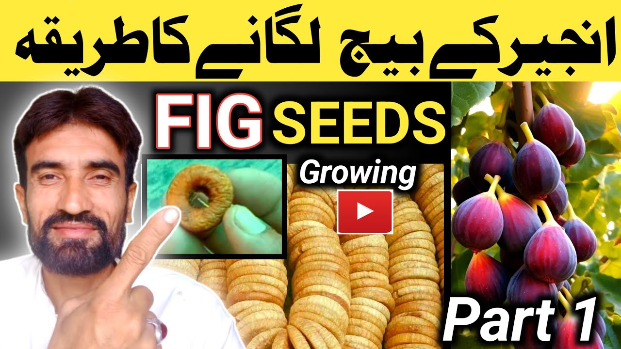 How To Grow Fig Plant At Home From Seeds Part 1🌰 || Anjeer Ka Beej Kese Lagain || Ahmad Nursery
