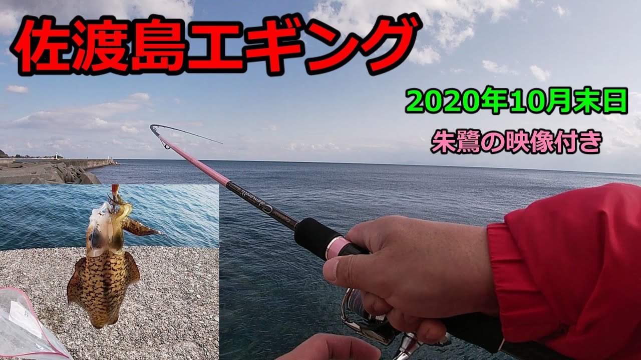 佐渡島エギング　2020年10月30日～11月1日