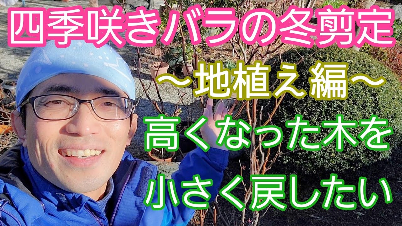 【四季咲きバラの冬剪定(地植え編)】年々背が高くなってきたので、低く仕立て直します🌹🙋