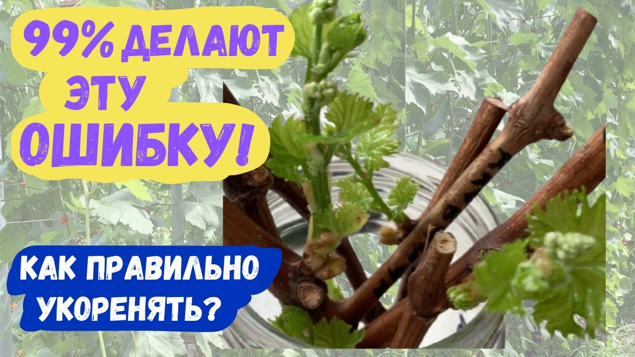 МАЛО КТО ЗНАЕТ ЧЕРЕНКИ ВИНОГРАДА этим способом укореняются почти со 100% ГАРАНТИЕЙ!