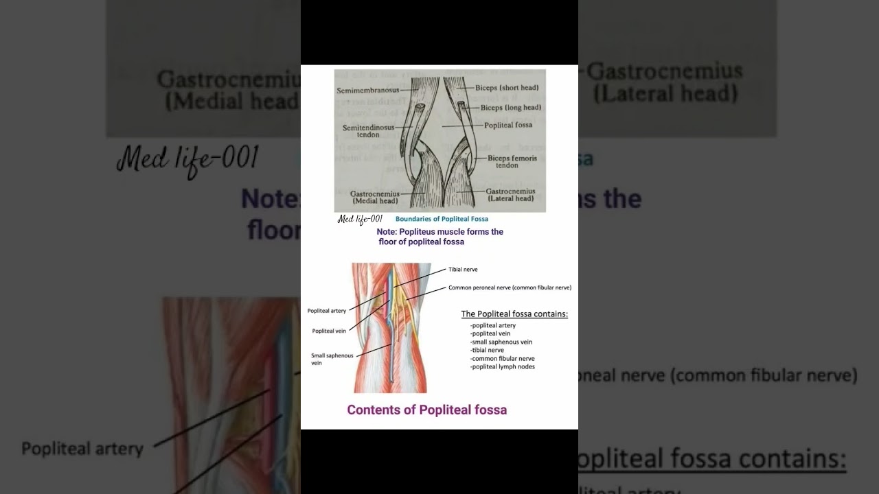 The Popliteal fossa is a diamond-shaped 💎 nerves...#anatomy #medical  #physicaltherapist #doctor