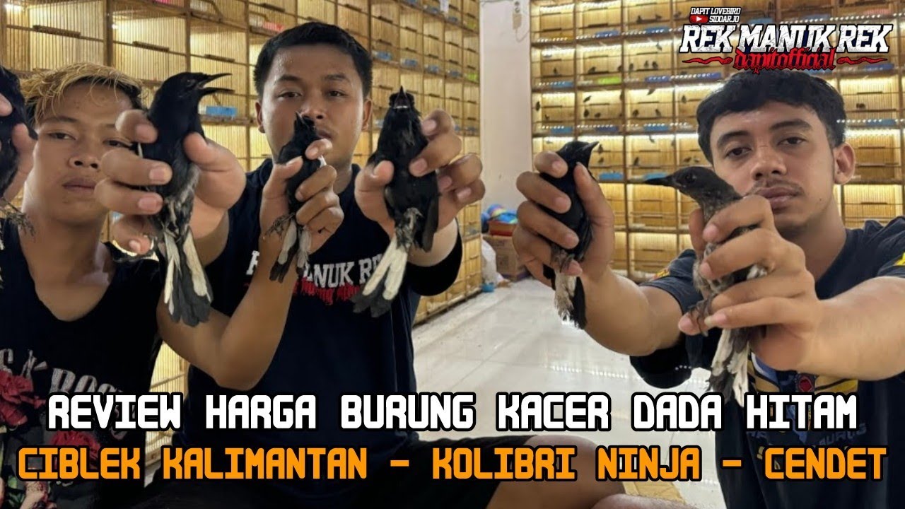 REVIEW HARGA BURUNG KACER DADA HITAM - CIBLEK KALIMANTAN - KOLIBRI NINJA - CENDET