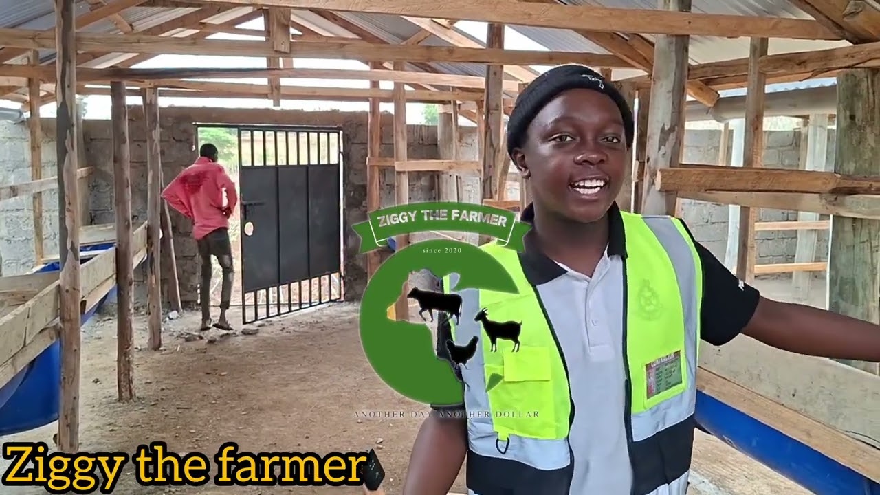 A MORDEN SHED IN KITUI FOR 12COWS