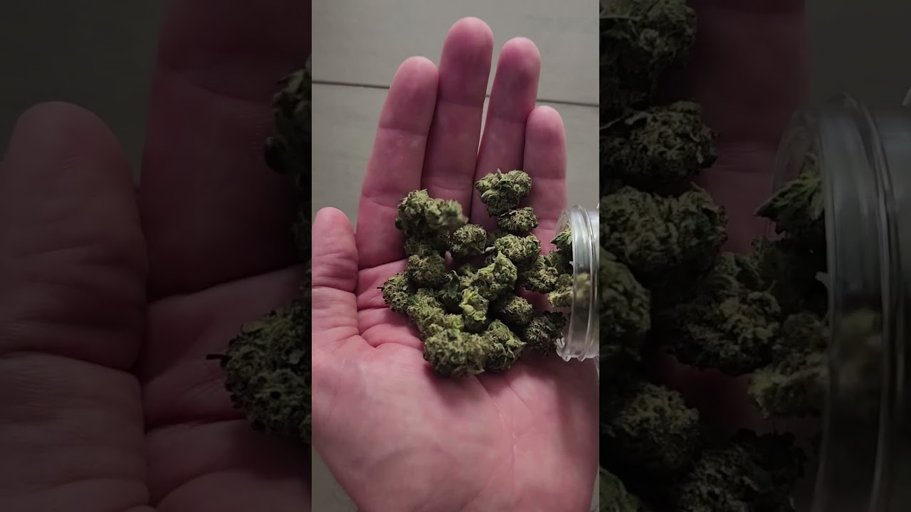 Живая смола против высушенной смолы #cannabistalk101 #thc #alwaysgoodcannabis