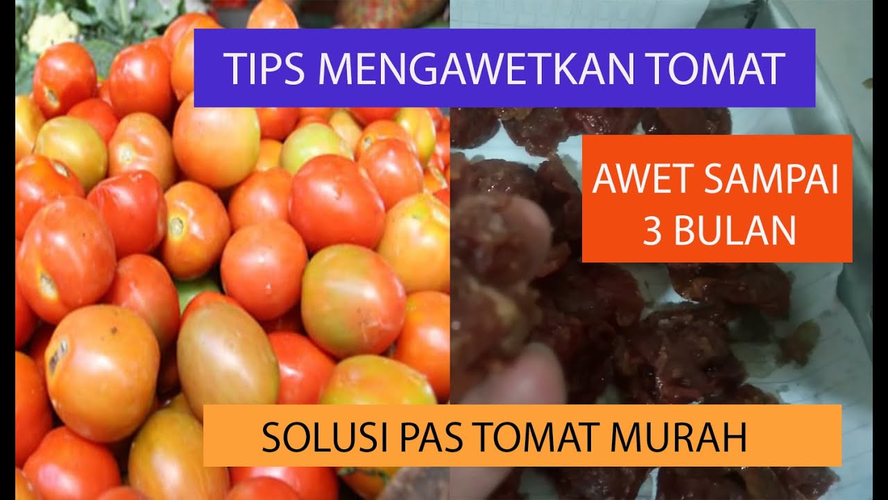 cara membuat manisan tomat gampang bisa langsung dipraktekan
