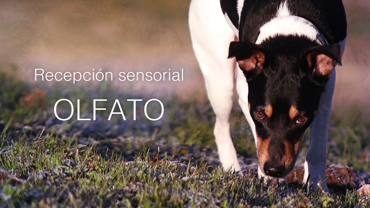 Los sentidos y su relaci&oacute;n con el estr&eacute;s - El olfato - parte 1